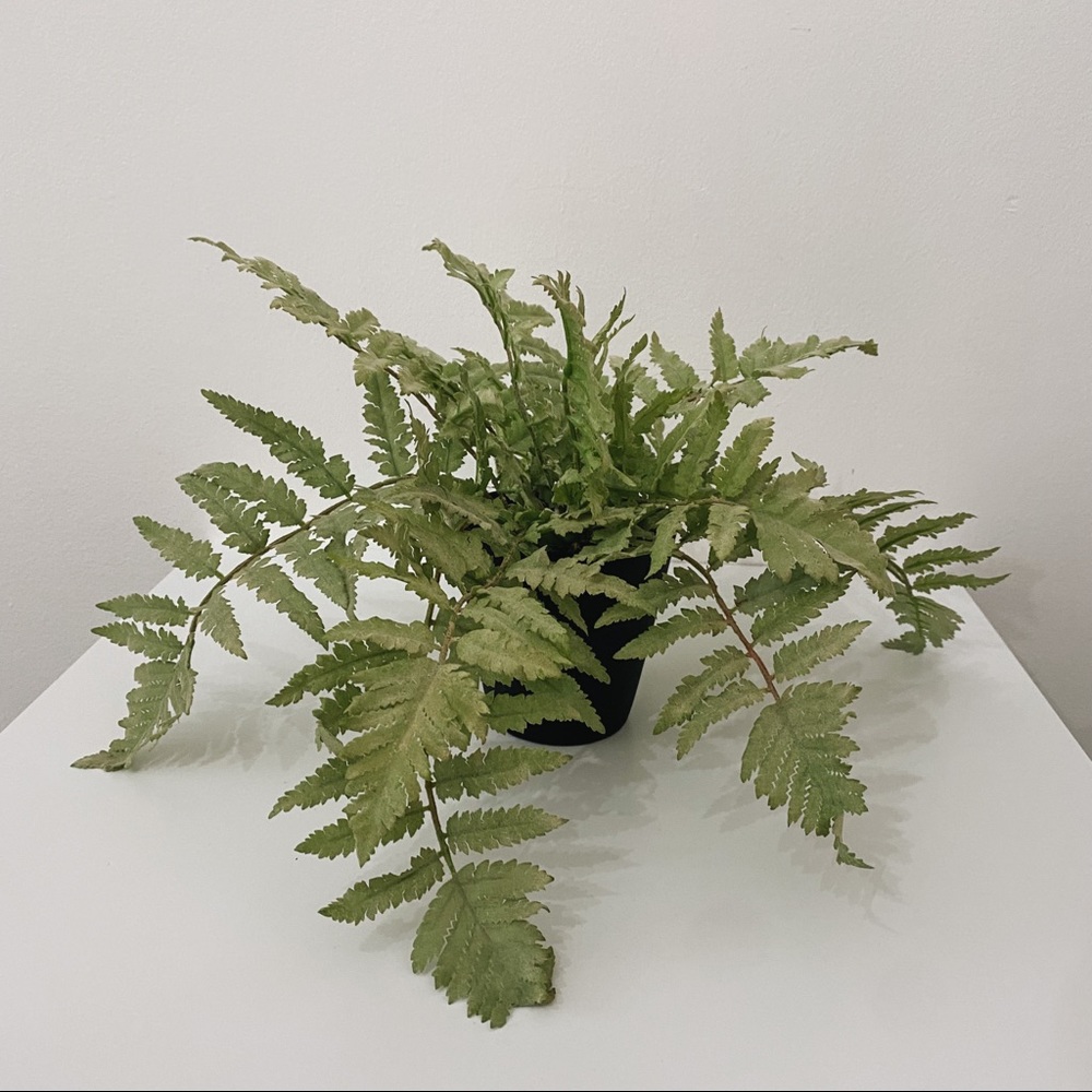 Pottery Barn Faux Potted Fern Plant